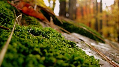 Close Up Nature Forests Plants Moss Wallpapers Hd Desktop And