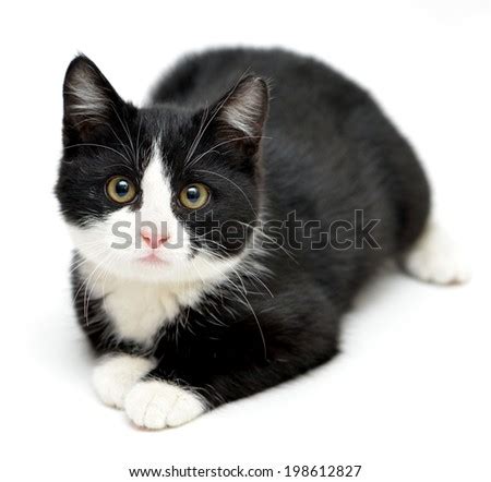 If you're looking to buy or adopt a. Tuxedo Kitten Stock Photo (Royalty Free) 198612827 ...