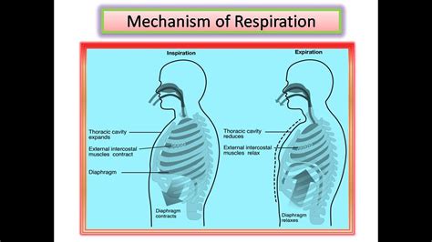 Mechanism Of Respiration Biology Xii Science Youtube