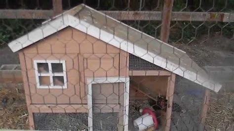 Backyard Chickens Youtube
