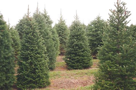About Evergreen Valley Christmas Tree Farm Evergreen Valley Christmas
