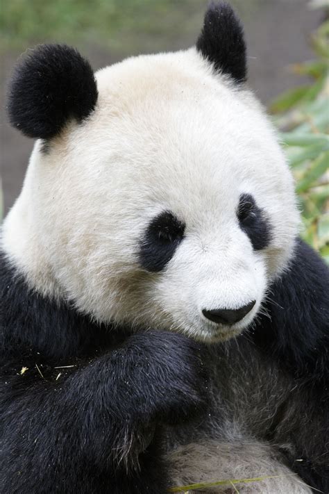 Facts About Panda Bears That Will Make Your Jaw Drop