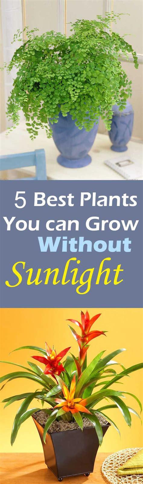 Plants That Grow Without Sunlight 5 Best Plants To Grow Indoors