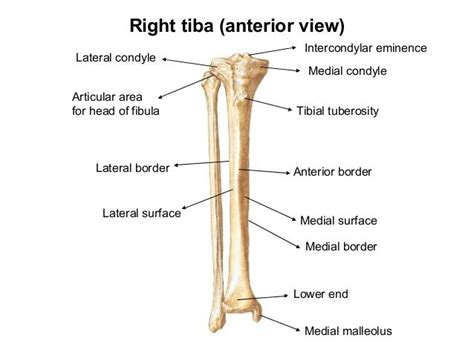 Medial Malleolus Anatomy