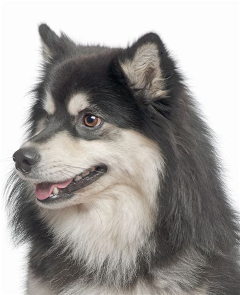 Finnish Lapphund Photo More Breeds Finnish Lapphunds Looking For A