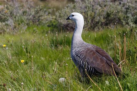 Patagonian Goose Birds Animals Argentina Stock Photo Image Of