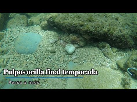 Pesca Submarina Pulpos En Orilla Final Temporada YouTube