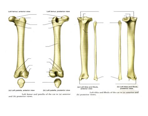 It is an example of a fibrous joint, where the joint surfaces are by bound by tough, fibrous tissue. Cat Femur, Tibia and Fibula