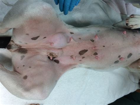 Based on these factors, the clinical signs. Dog's Intestines Protrude Through Inguinal Hernias — Tails of a Shelter Vet