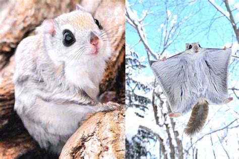 Japanese And Siberian Flying Squirrels Are Known As The Cutest Animals