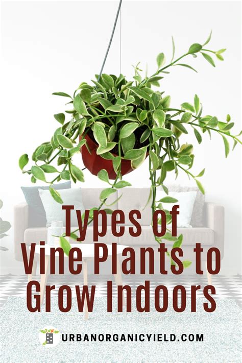 Different Types Of Indoor Vine Plants To Grow As Houseplants Indoor