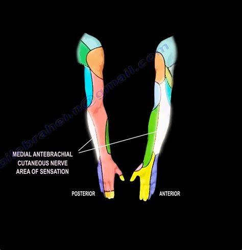 Lateral Antebrachial Cutaneous Nerve Cadaver