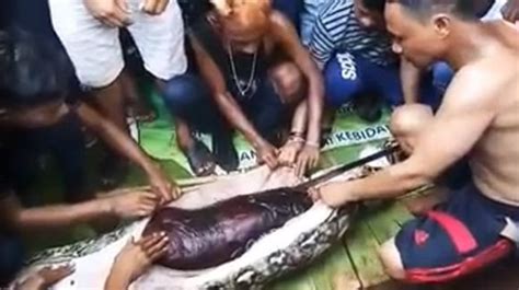 Indonesian Woman Swallowed Whole By Foot Python