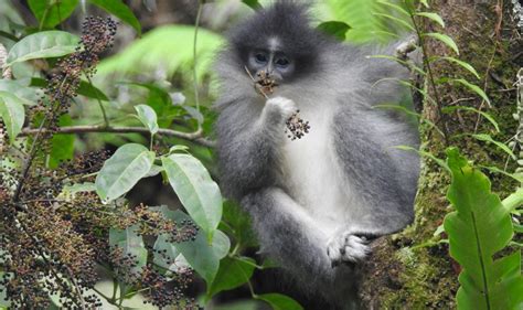 Mengamati Monyet Beruban Ditjen Konservasi Sumber Daya Alam Dan Ekosistem