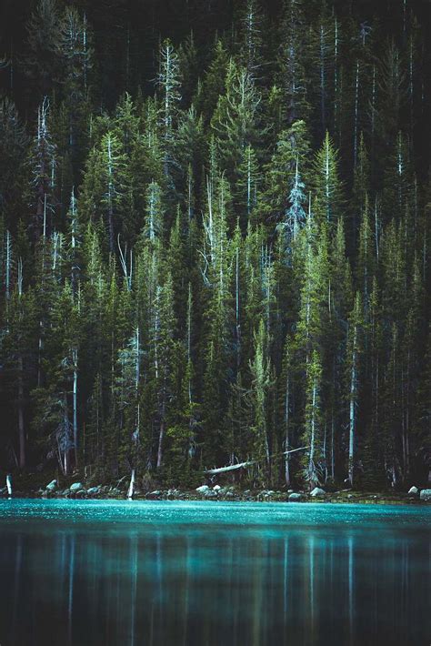 Tree Pine Trees And Blue Lake Conifer Image Free Stock Photo