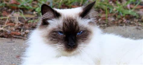 Балинезийская кошка характер описание породы содержание фото