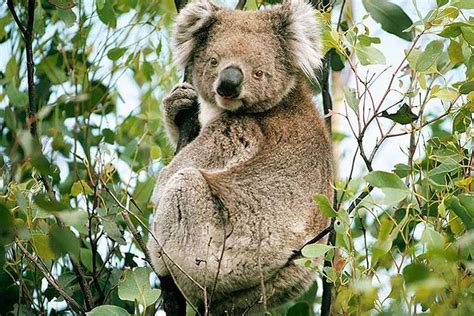 Koalas Listed As Threatened Species Iconic Koalas In Parts Of