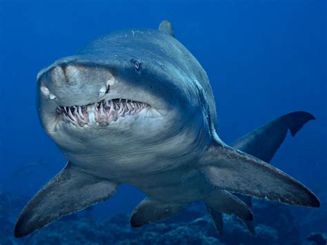 Shark Attack Nat Geo Education Blog
