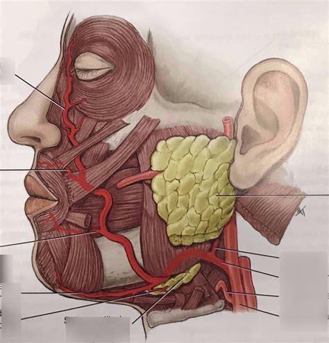 Facial Artery Diagram Quizlet