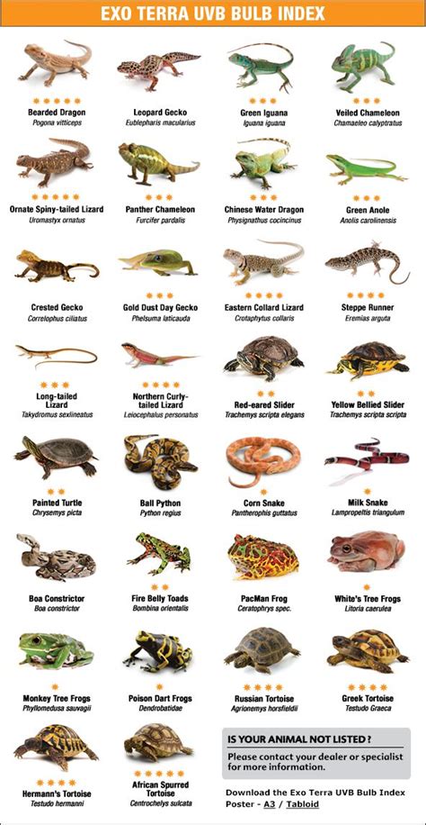 18 Most Common Types Of Lizards In Florida Id Guide Photos And More