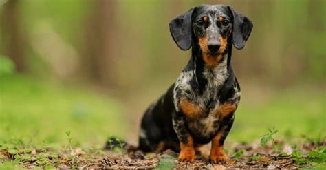 Standard Dachshund Vs Miniature Dachshund 5 Differences A Z Animals