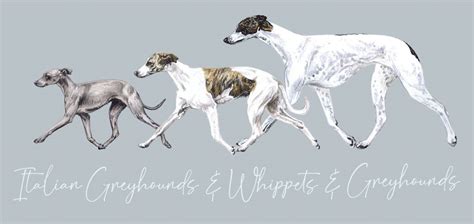 Italian Greyhounds V Whippets V Greyhounds Amber Marie Studio
