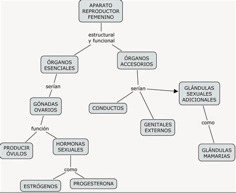 Un Mapa Conceptual De Aparato Reproductor Masculino Brainly Lat