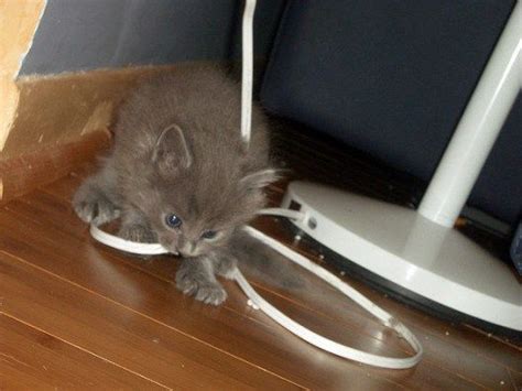 How To Keep Your Cat Safe From Cords Wires And Cables Cattime