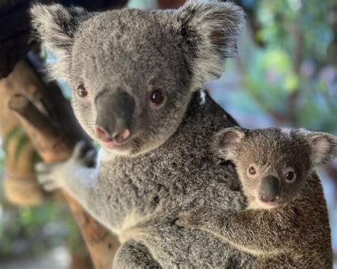 Baby Koala Is Out Of The Pouch La Zoo Welcomes New Joey Los