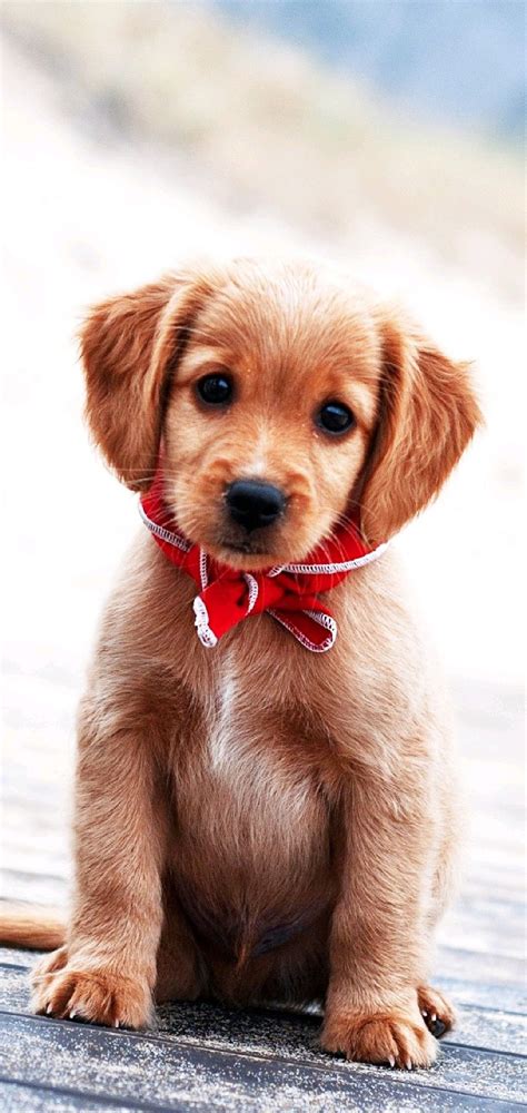 Golden Retriever Cute Puppy Wallpaper Download Mobcup