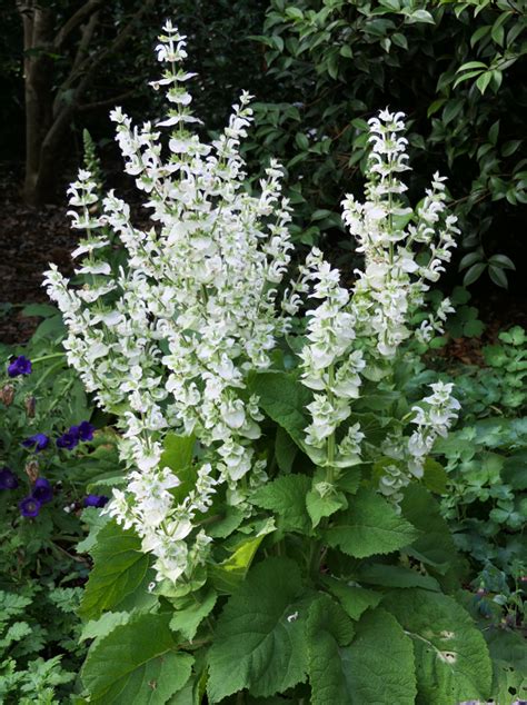 Salvia Sclarea ‘vatican White White Clary Sage Plant With Purpose
