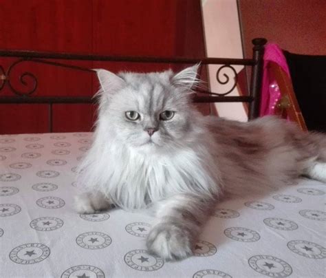 Chinchilla and shaded silver persian iowa kittens. Chinchilla persian cat silver shaded adult | All cat ...