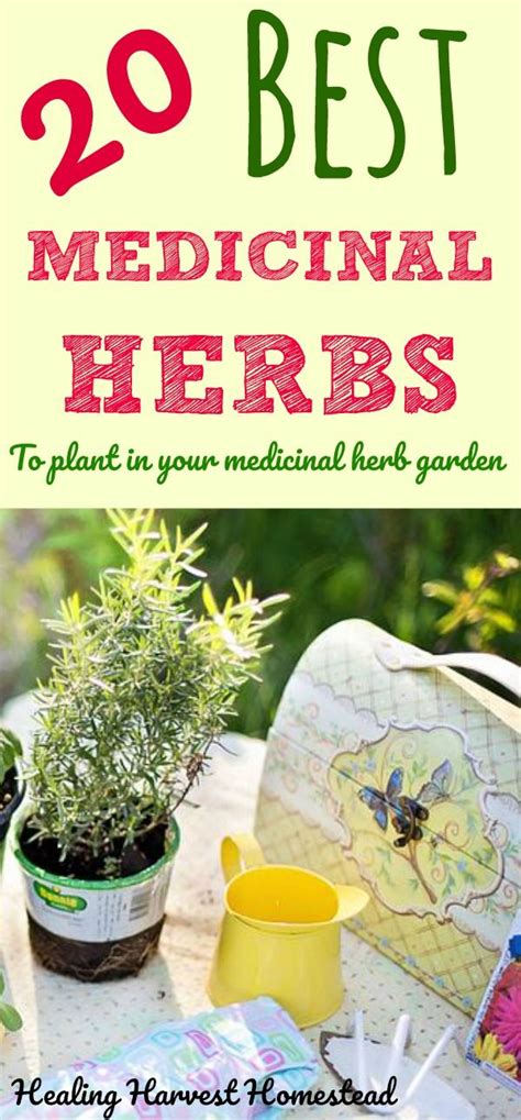 20 Medicinal Herbs To Grow Make Your Own Medicinal Preparations With