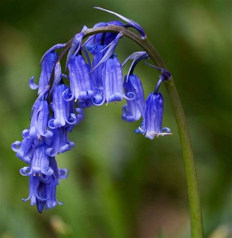 English Bluebell Bulbs Freshly Lifted Premium Quality In The Green