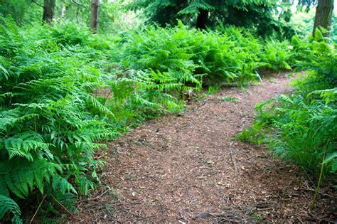 Path In The Forest Free Stock Photo Public Domain Pictures