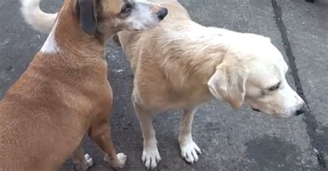 Three Legged Dog Has An Itch He Cant Scratch So His Buddy Lends Him A
