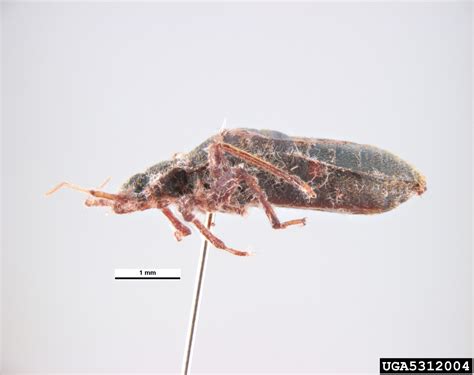 Bed Bug Cimex Lectularius Hemiptera Cimicidae 5312004