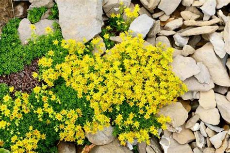 Sedum Acre Gold Mosslow Growing Spreads Fast To 2 Ft Hardy And