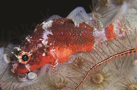 Scorpionfish Too Deep For Scuba Divers Caught By