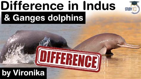 river dolphins in south asia difference in indus dolphins and ganges dolphins upsc ias youtube