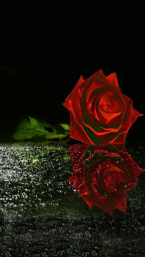 Red Rose Wallpaperby Artist Unknown Hd Flower Wallpaper Red