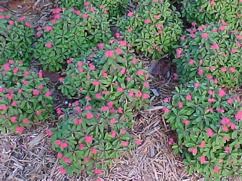 Tropical Ground Covers Sub Tropical Ground Covers List