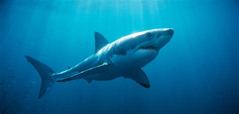 Great White Sharks Underwater