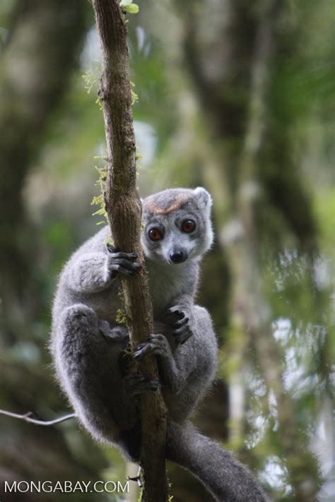 Female Crowned Lemur Eulemur Coronatus Madagascar3804