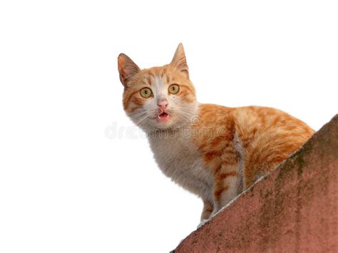Surprised Cat Looking At Camera Stock Image Image Of Kitten Nature