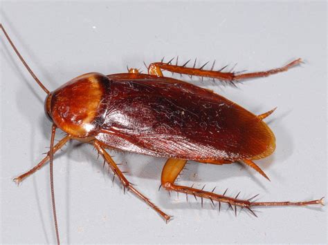 Roach Control Has A Big Economic Impact Roach Control Household