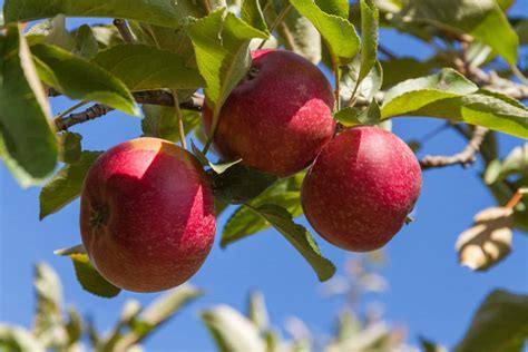 Why Your Apple Tree Needs Full Sun And Where To Plant It Tree Journey