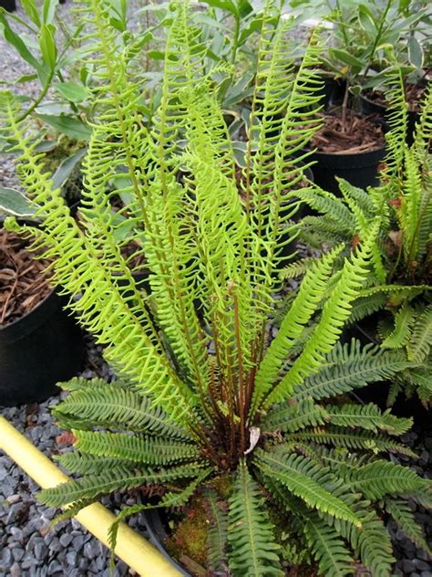 Deer Fern Plant Care And Growing Basics Water Light Soil Propagation