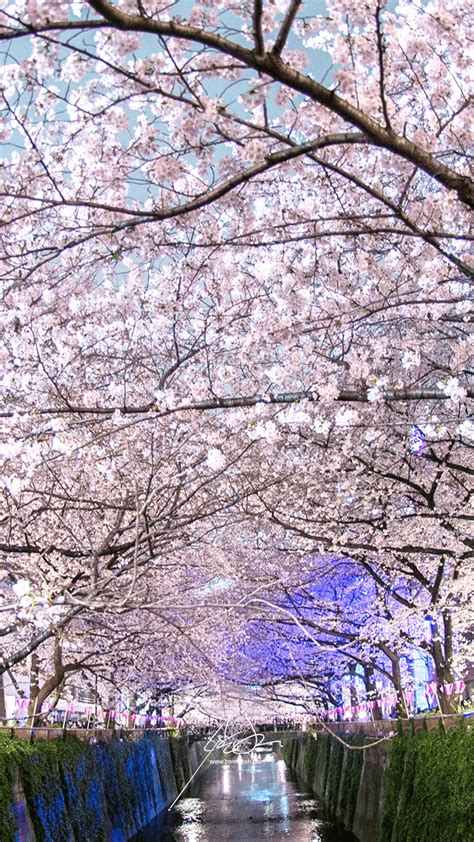 Japanese Cherry Blossom Wallpapers Top Free Japanese Cherry Blossom