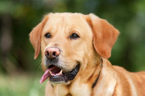 Free Images Nature Puppy Pet Nose Vertebrate Labrador Retriever